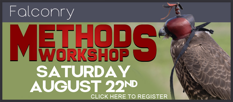 falconry methods workshop